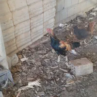 مرغ و خروس لاری و محلی