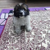 واگذاری سگ شیتزو 2ماهه