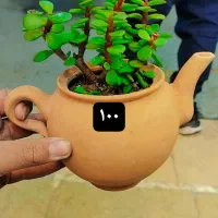 گیاه|گل و گیاه طبیعی|مشهد, تبادکان|دیوار