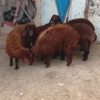پنج راس بره نر ماده کردی شیرمست چاق