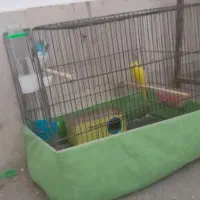 پرنده|پرنده|قم, شهرک فاطمیه|دیوار