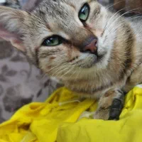واگذاری بچه گربه|گربه|کلاچای, |دیوار