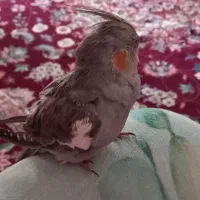 عروس هلندی گمشده