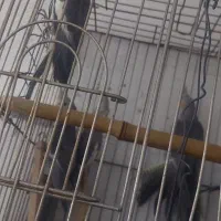 پرنده عروس هلندی