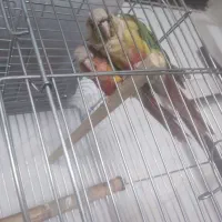 قناری گرینچیک سره