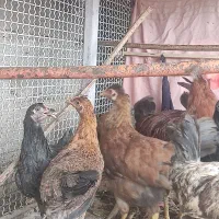 جوجه مرغ و خروس محلی درشت در بادوله