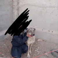 واگذاری ماده پژدر