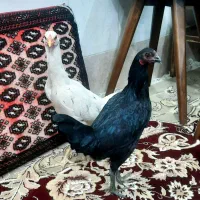 مرغ لاری منیاتوری