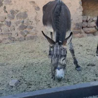 خر ماده برای گله