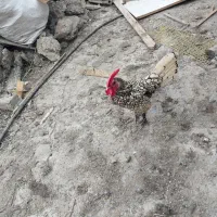 خروس و مرغ مینیاتوری نژاد دار