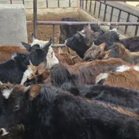 گوساله گیلدورگ در وزن ۱۰۰ و ۱۵۰ کیلو