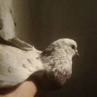 ‌کفتر‌سفید‌شیر‌وگرگی