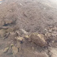 کود گوسفندی|خدمات باغبانی و درختکاری|جلگه ماژان, |دیوار