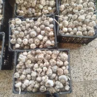 سیر محلی شفیع اباد