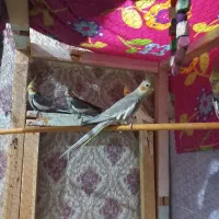 عروس هلندی|پرنده|خرمشهر, |دیوار