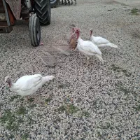 بوقلمون گوشتی