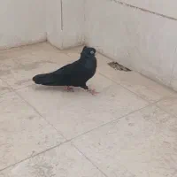 فروش کبوتر زاغ