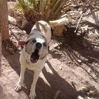 سگ نگهبان|سگ|رفسنجان, |دیوار