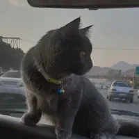 واگذاری گربه برتیش ۶ماهه