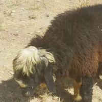 سلام ۳راس کاوه قوچ دو رگ ترکی بختیاری|حیوانات مزرعه|ارژن, |دیوار