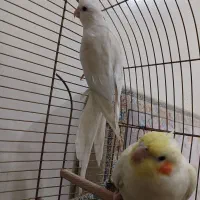 عروس هلندی بالغ|پرنده|نسیمشهر, |دیوار