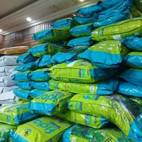 فیدار گربه بالغ