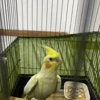 عروس هلندی لوتینو