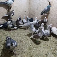 تعدادی پلاکی هوایی همه خوب|پرنده|مرودشت, کوشک|دیوار