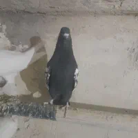 کفتر|پرنده|تبریز, |دیوار