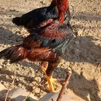 مرغ و خروس لاری|حیوانات مزرعه|شاهرود, |دیوار