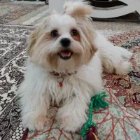 واگذاری سگ هر کی داره پیام بده