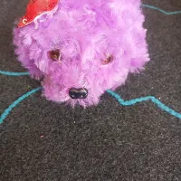 کیف مدرسه|کیف، کفش، کمربند|پلدختر, |دیوار