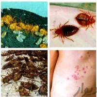 سمپاشی ،موریانه زدایی ،سم پاشی منازل و ادارات|خدمات نظافت|بهبهان, |دیوار