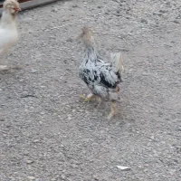 دو عدد مرغ کردستانی به فروش میرسد