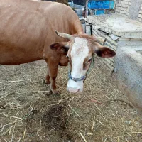 گاو سیمینتال به برانسویس