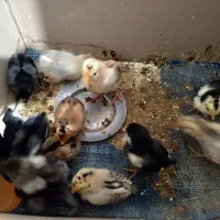 جوجه گلین لری ۱۰ روزه