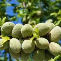 تولید و فروش نهال بادام مامایی|خدمات باغبانی و درختکاری|شاهین دژ, |دیوار