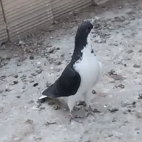 جوجه راست و خوشرنگ