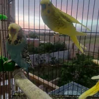 مرغ عشق انگلیسی|پرنده|قزوین, |دیوار