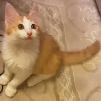 واگذاری رایگان گربه نر ۳ ماهه