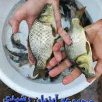 انواع ماهی کپور و غذای ماهی ماهی آمور