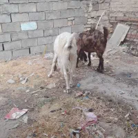 کوتشیخ خیابان جم دو