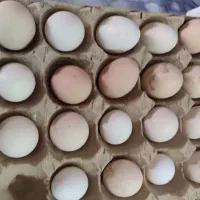 تخم مرغ نطفه دار