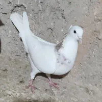 دوتا کفتر طوقی ماده|پرنده|برخوار, |دیوار