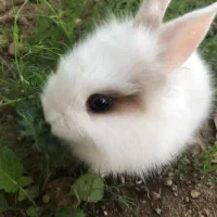 خرگوش لووپ|موش و خرگوش|یاسوج, |دیوار