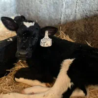 گوساله شیرخوار