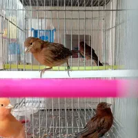 قناری|پرنده|زرند, |دیوار