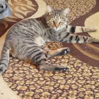 واگذاری گربه خانگی