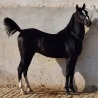 مادیان جهت تولید و‌پرورش از بهترین خط خونی هاایران