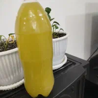 آبغوره تازه امسال خوش طعم بدون تلخی